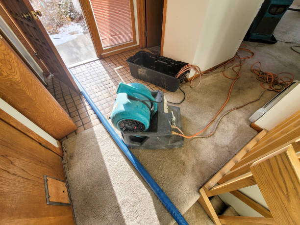 Best Mold removal after water damage  in Farr West, UT